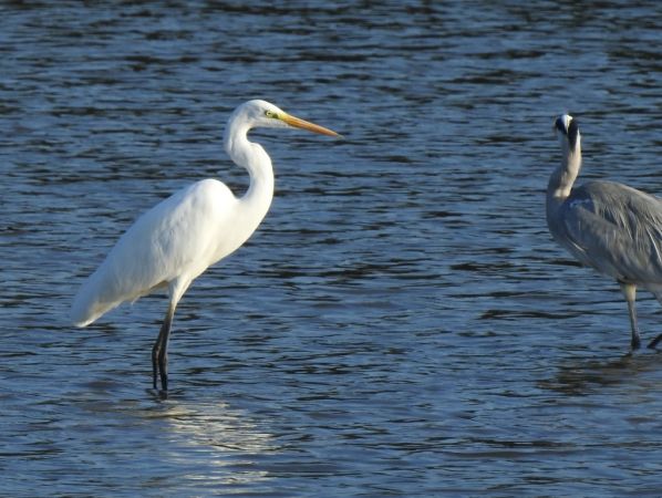 Grande Aigrette  - Jarosław Słowikowski