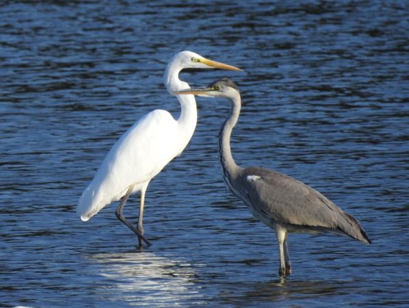 Grande Aigrette  - Jarosław Słowikowski