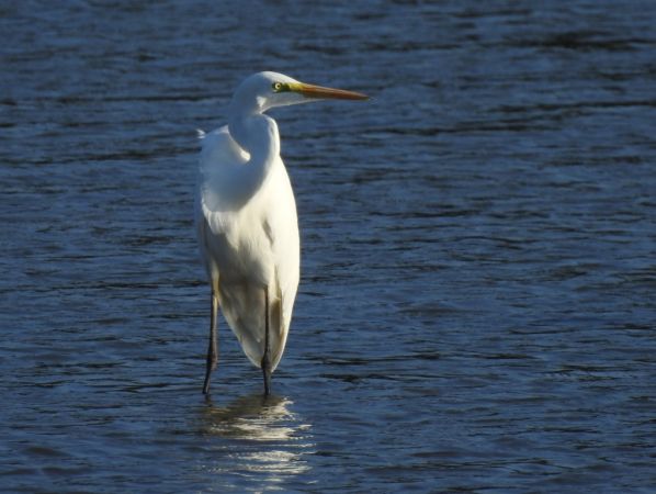 Grande Aigrette  - Jarosław Słowikowski