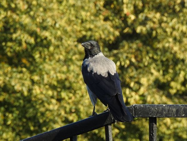 Hooded Crow  - Jarosław Słowikowski