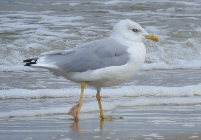 Silbermöwe  - Jarosław Słowikowski