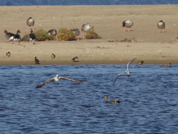 Sterne caugek  - Jarosław Słowikowski