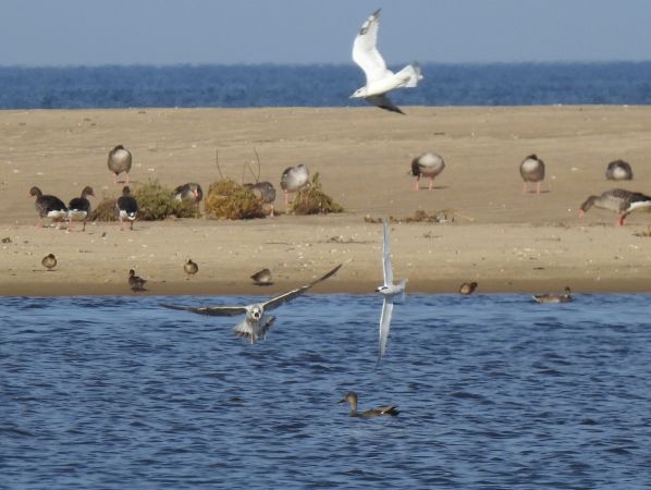 rybitwa czubata  - Jarosław Słowikowski