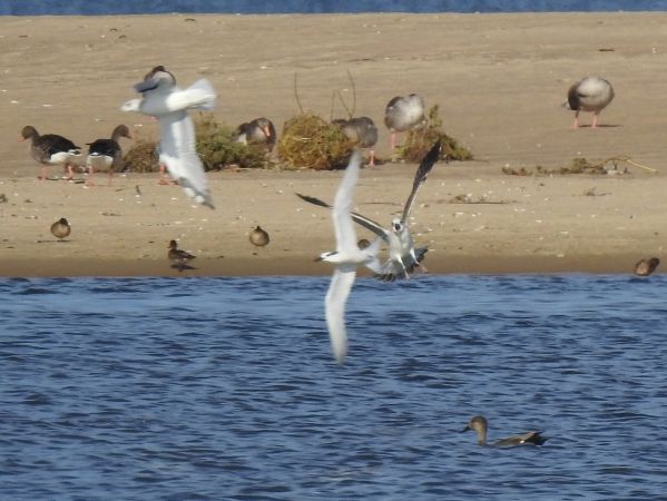 rybitwa czubata  - Jarosław Słowikowski