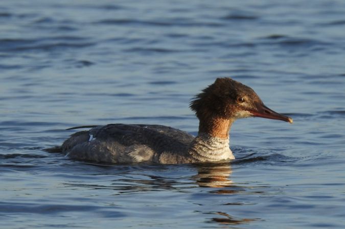 Harle bièvre  - Jarosław Słowikowski