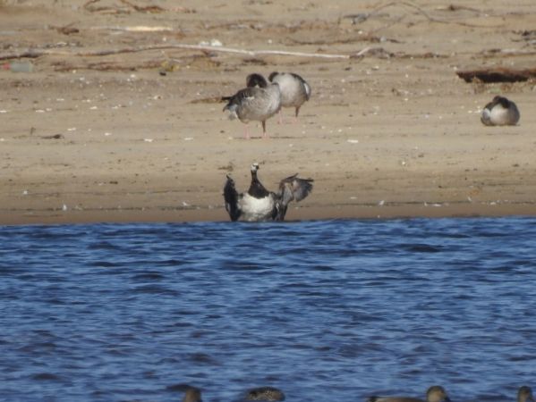 Barnacle Goose 