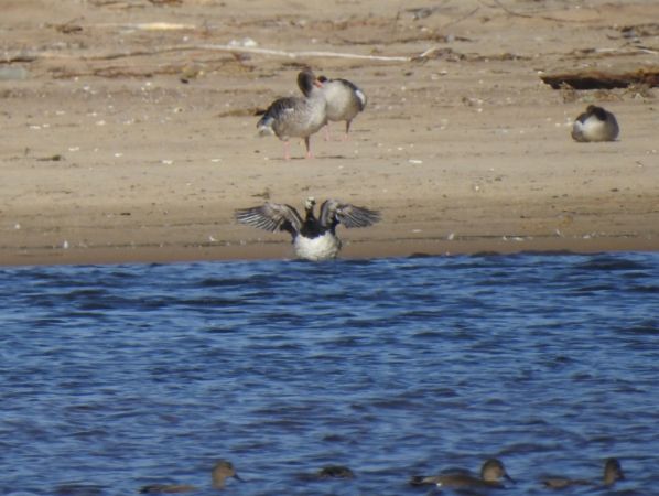 Barnacle Goose 