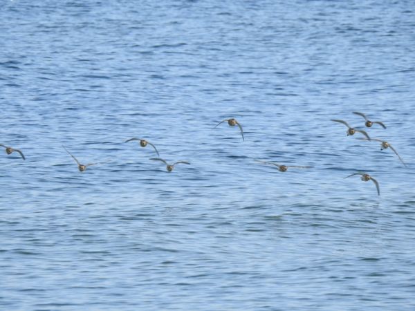 Alpenstrandläufer  - Jarosław Słowikowski