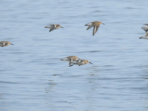 Bécasseau variable  - Jarosław Słowikowski