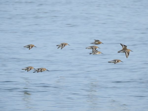 biegus zmienny  - Jarosław Słowikowski