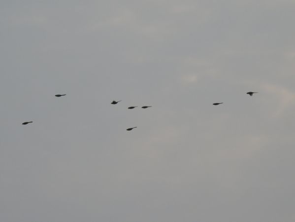 Panure à moustaches 