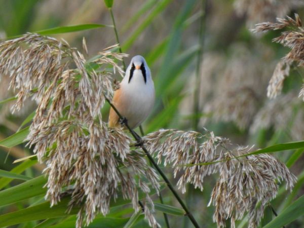 Panure à moustaches  - Jarosław Słowikowski