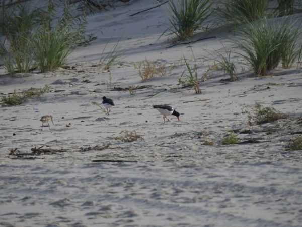 Austernfischer  - Jarosław Słowikowski