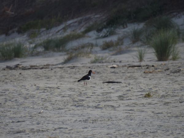 ostrygojad  - Jarosław Słowikowski