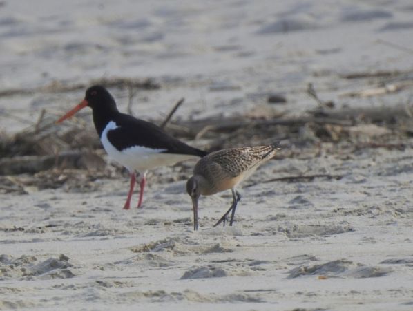Barge rousse  - Jarosław Słowikowski