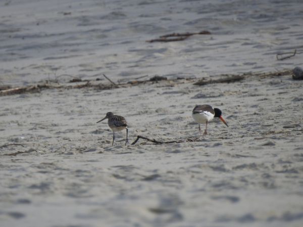 Barge rousse  - Jarosław Słowikowski