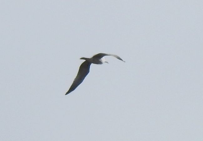 Caspian Gull 