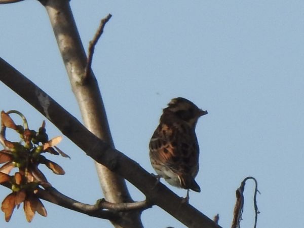 Bruant rustique  - Andrzej Lipiński