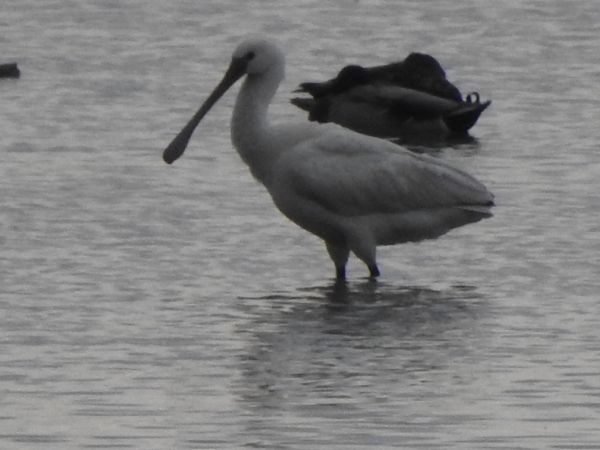 warzęcha  - Andrzej Lipiński