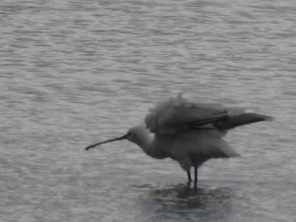 warzęcha  - Andrzej Lipiński