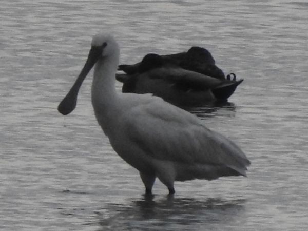 warzęcha  - Andrzej Lipiński