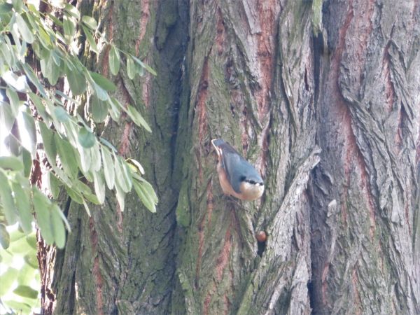 Kleiber  - Maria Madej