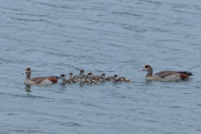 Nilgans  - Mirosław Nowicki