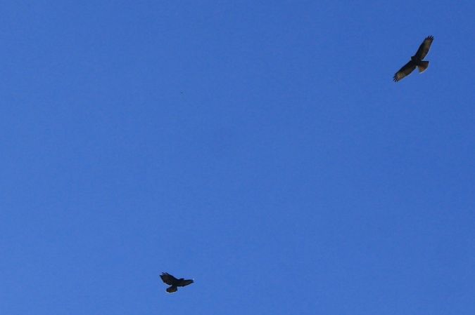 Mäusebussard  - Henryk Piernikarczyk