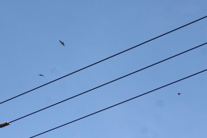 Buse variable  - Henryk Piernikarczyk