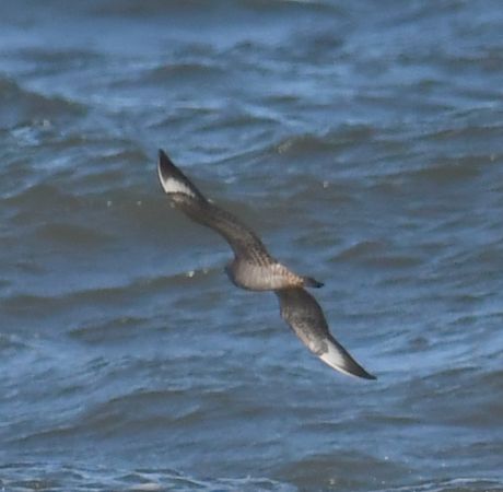 Pomarine Jaeger  - Jacek Betleja