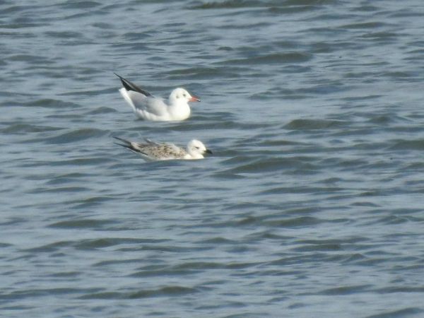 Schwarzkopfmöwe  - Waldemar Okupniczak