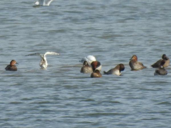 mewa czarnogłowa  - Waldemar Okupniczak
