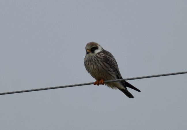 Rotfussfalke  - Grzegorz Grygoruk