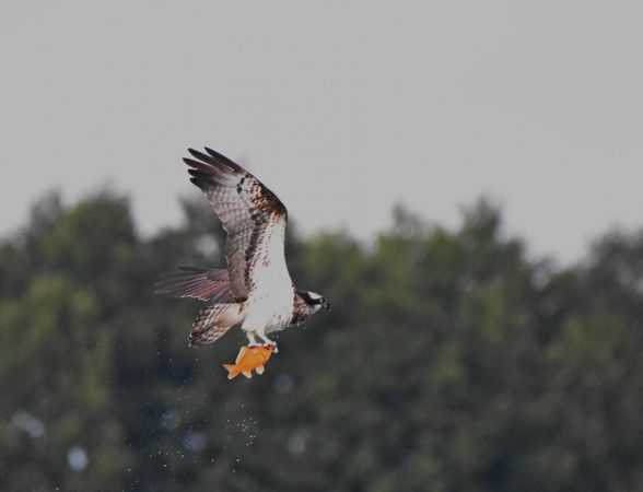 Fischadler  - Grzegorz Grygoruk