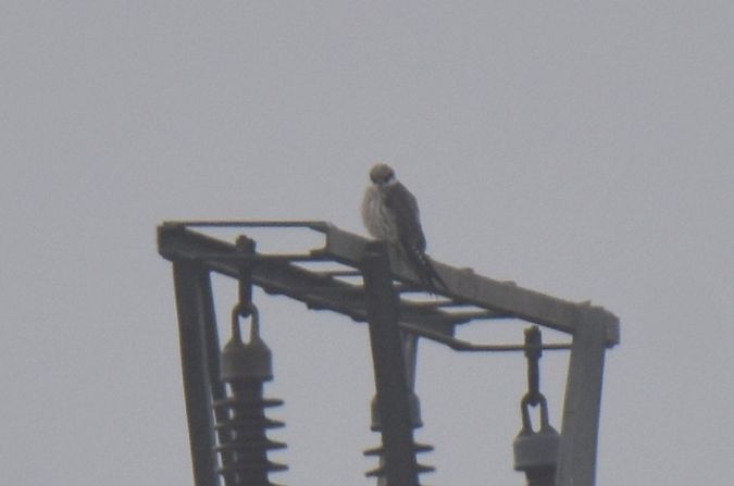 Rotfussfalke  - Grzegorz Grygoruk