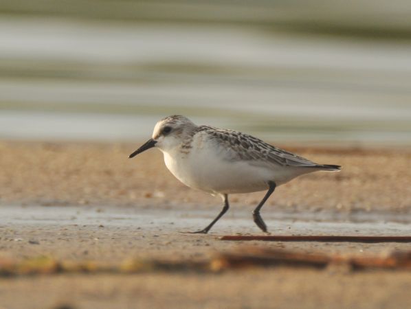 Bécasseau sanderling  - Łukasz Krajewski