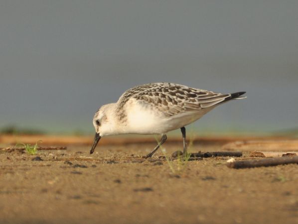 Bécasseau sanderling  - Łukasz Krajewski