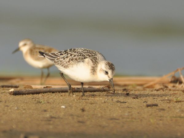 Sanderling  - Łukasz Krajewski