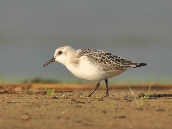 Bécasseau sanderling  - Łukasz Krajewski