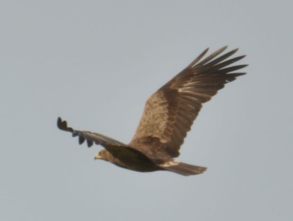 Aigle pomarin  - Łukasz Krajewski