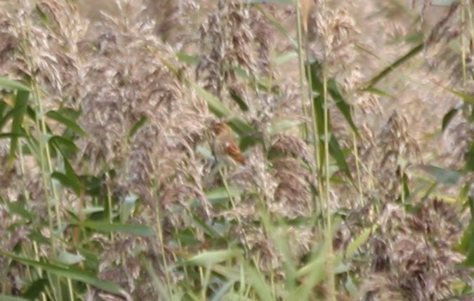 Rohrammer  - Rafał Walczybok