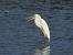 czapla biała  - Jarosław Słowikowski