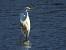 czapla biała  - Jarosław Słowikowski