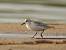 Sanderling  - Łukasz Krajewski