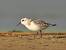 Sanderling  - Łukasz Krajewski