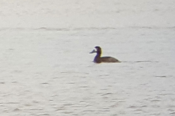 Bergente  - Michał Kucharski