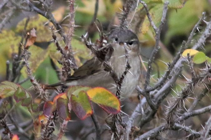 Dusky Warbler  - Tymoteusz Mazurkiewicz