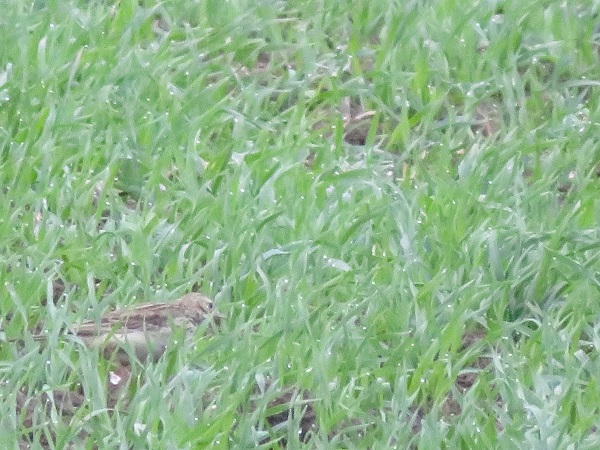 Blyth's Pipit  - Dariusz Piechota
