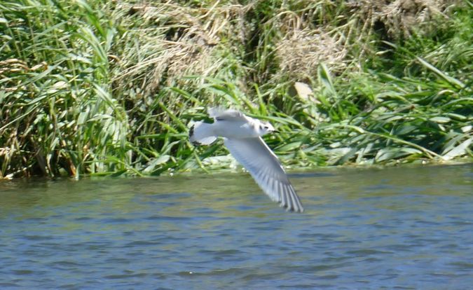mewa mała  - Halszka Łożyńska