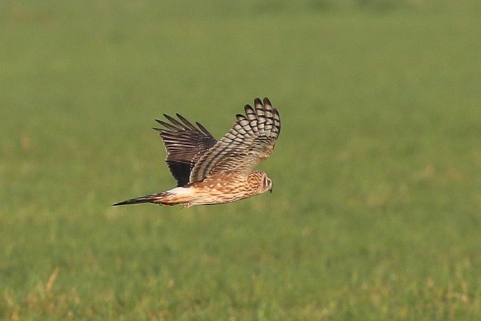błotniak zbożowy  - Stanisław Turowski